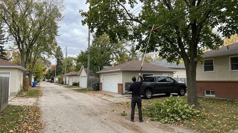Trees Near Power Lines Winnipeg